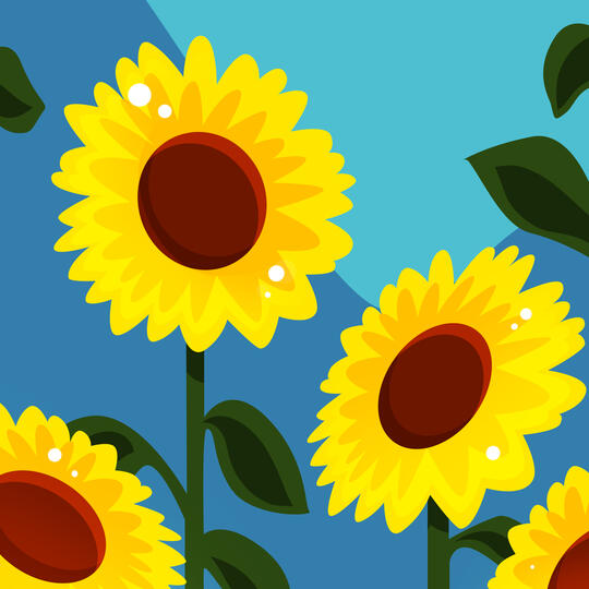 Sunflower Sunflower