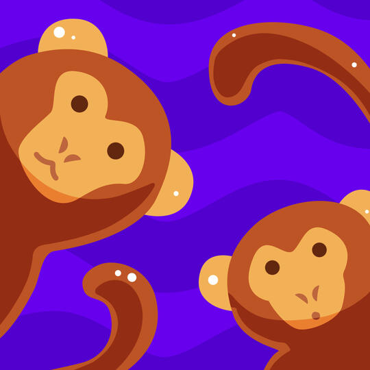 Monkey Monkey