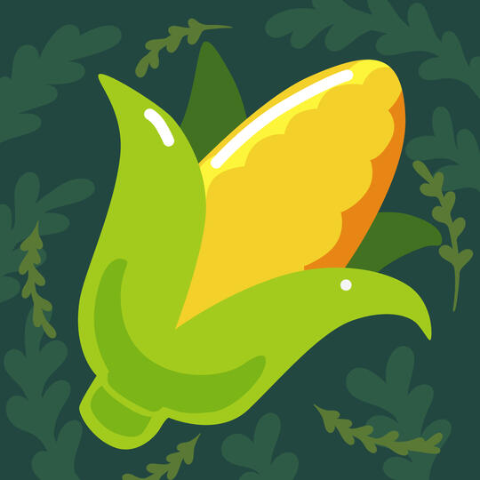 Corn Corn