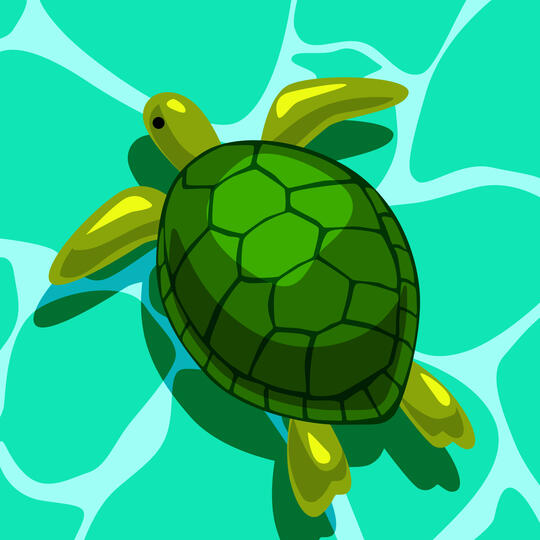 Sea Turtle Sea Turtle